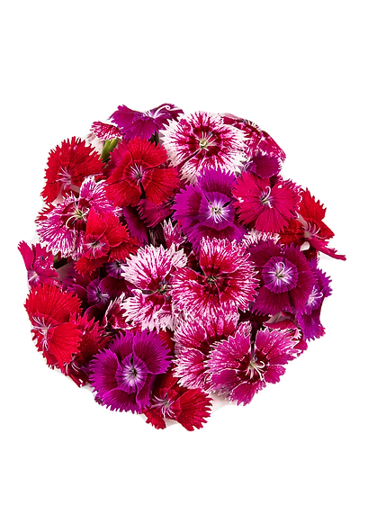dianthus