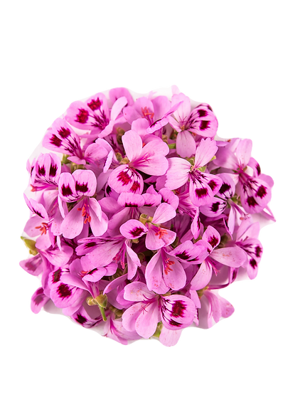 geranium