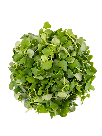 micro basilic