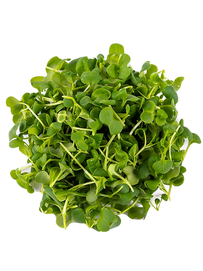 micro tatsoi