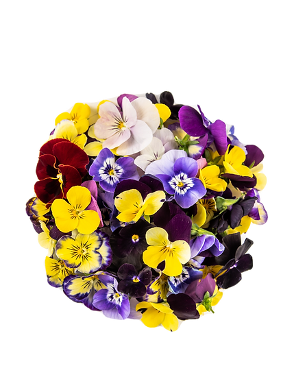 viola